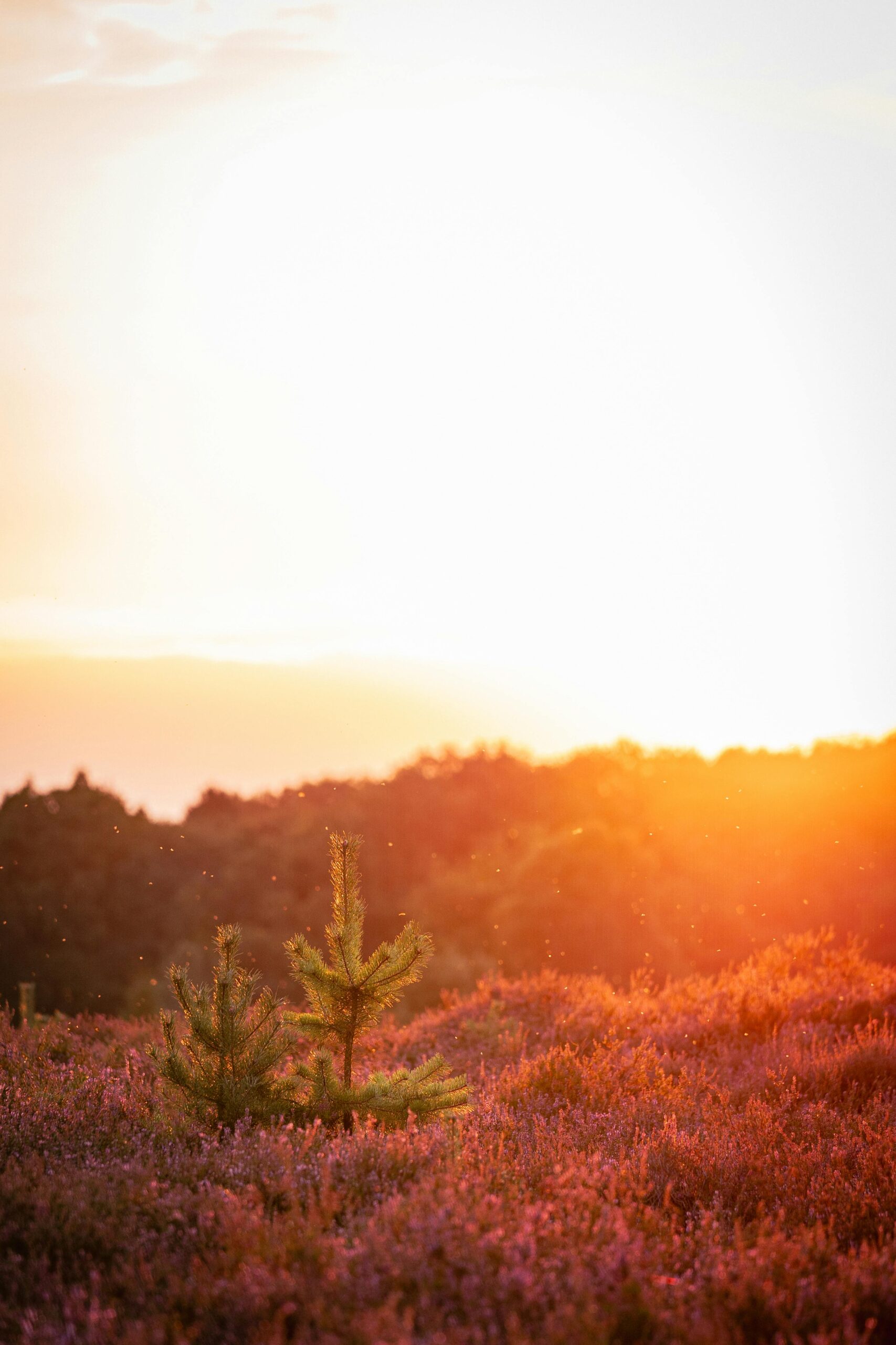 Vrachelse heide